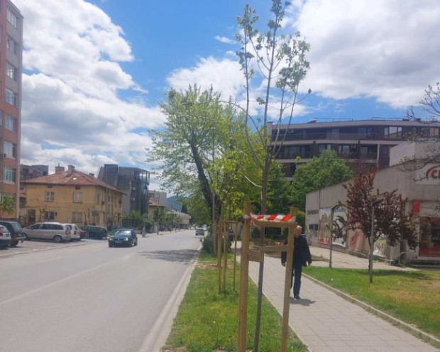 TD Започва премахването на болни и изгнили дървета в Благоевград като